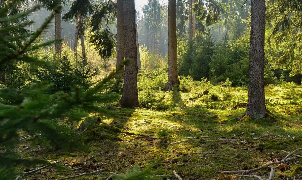 wald-baeume-pflanzen